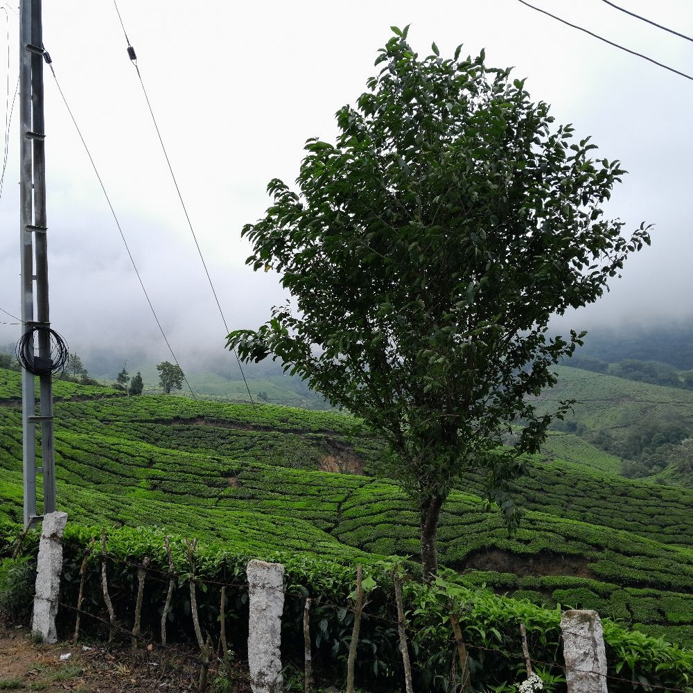 Juniper_clicks