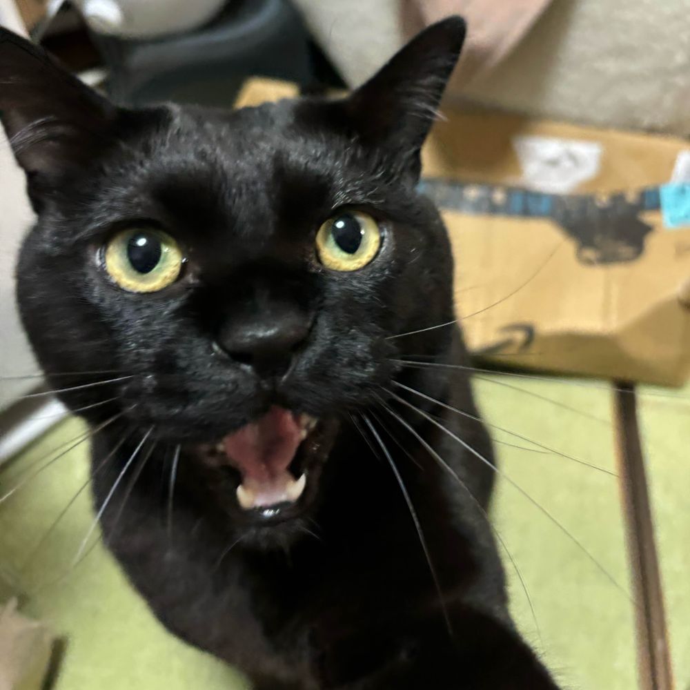 こにょ🐈‍⬛