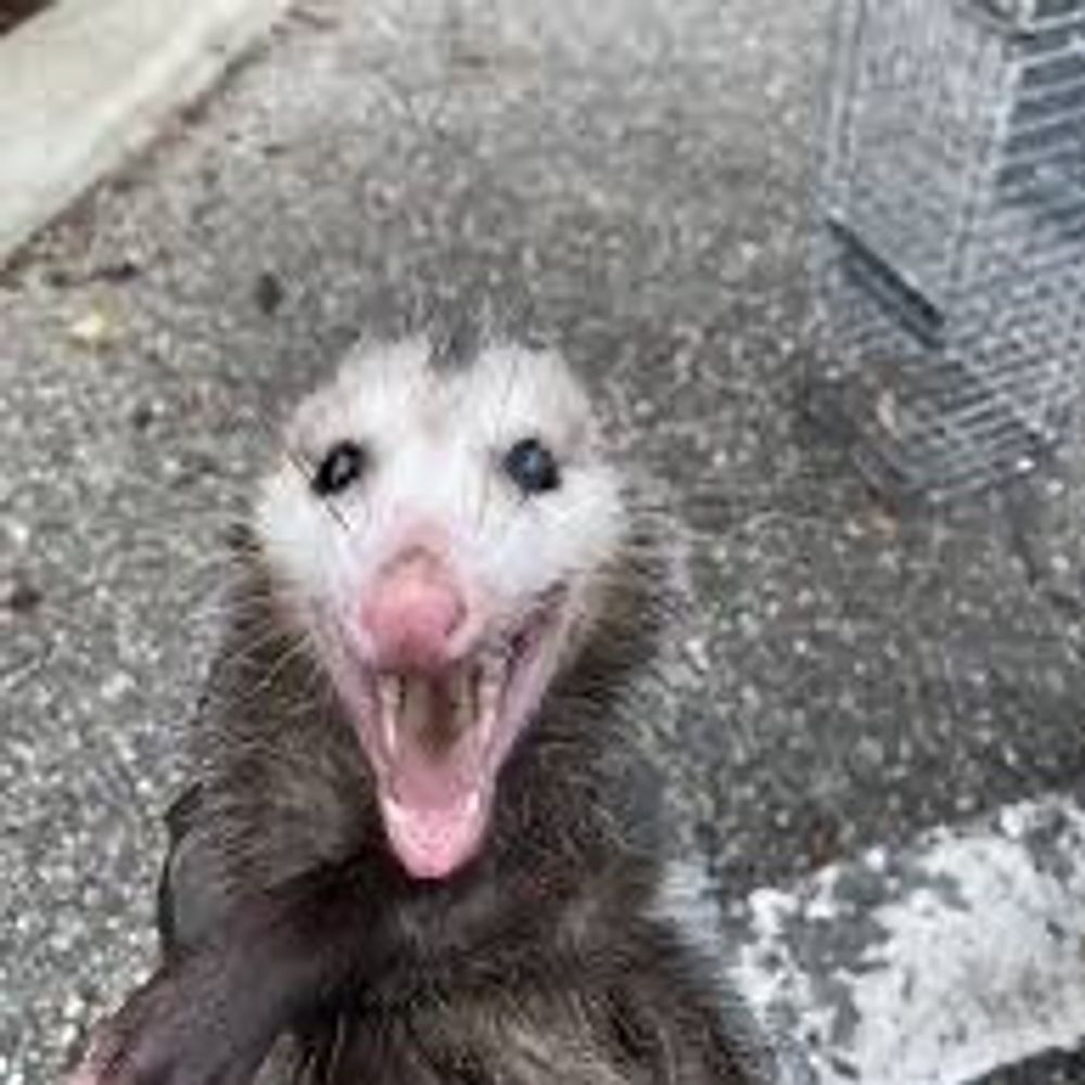 omega possum