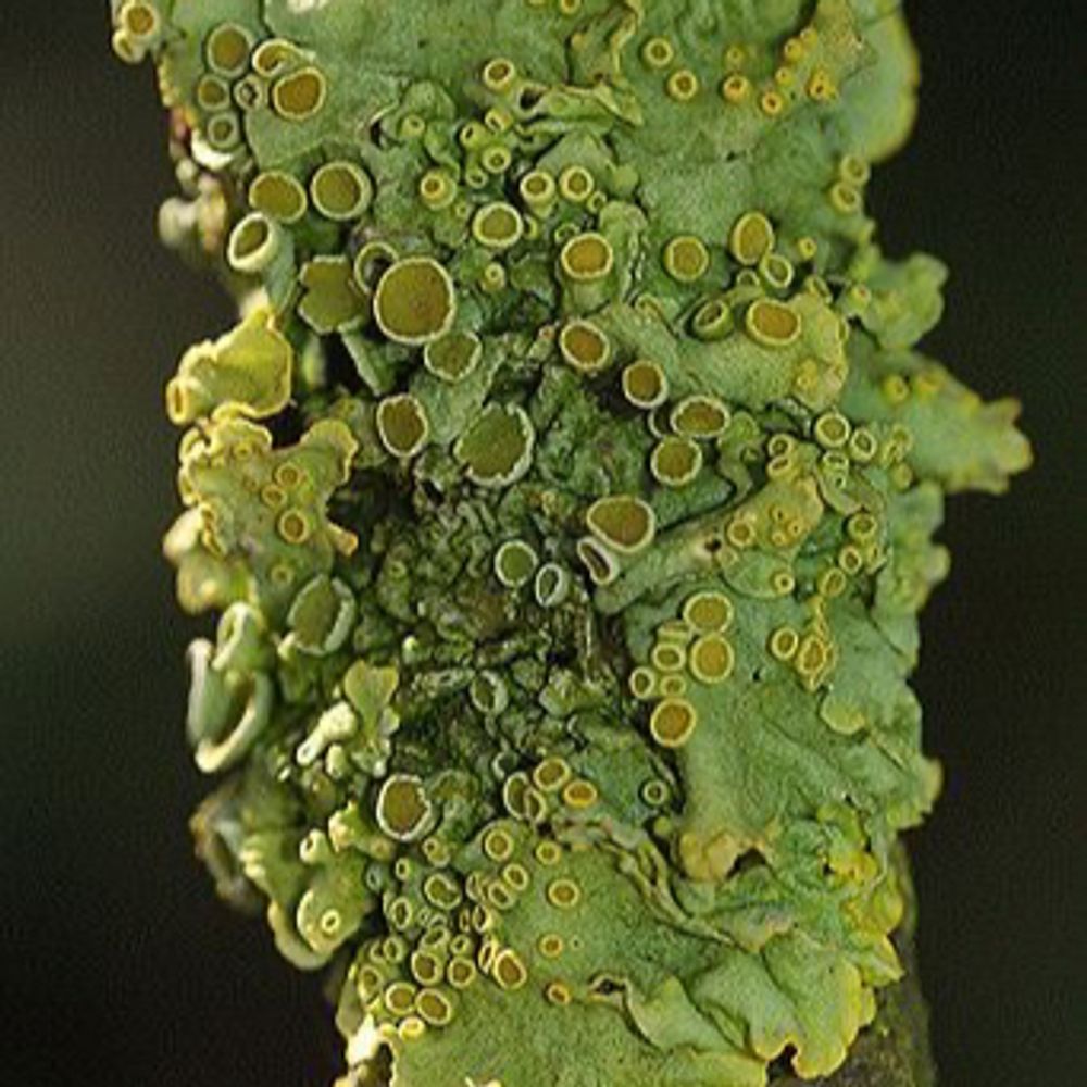 Lichen Fanatic