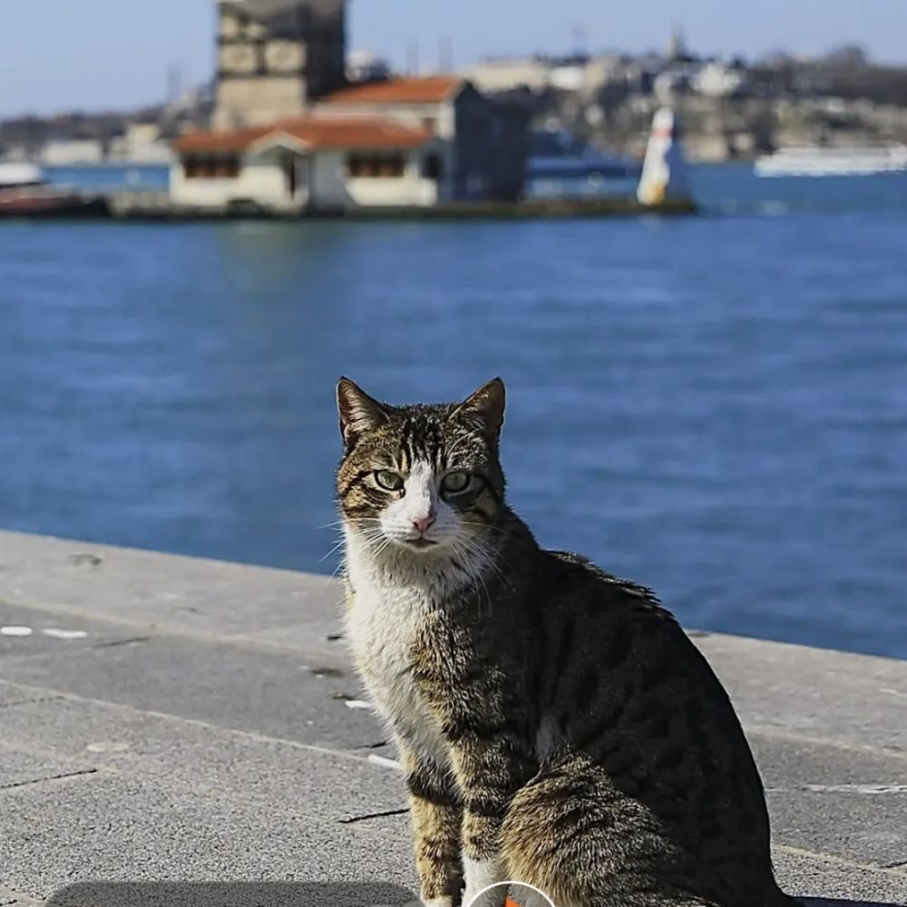 Karayorgi