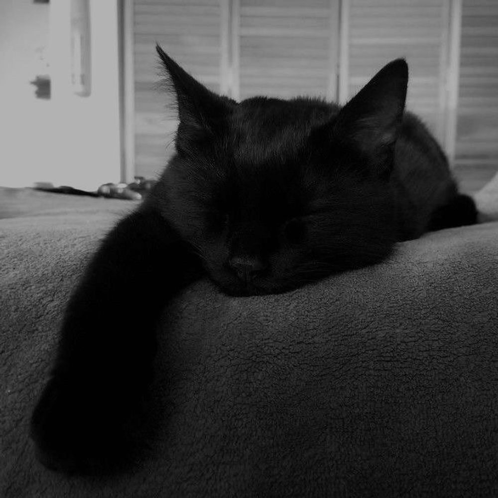 Kitty🖤