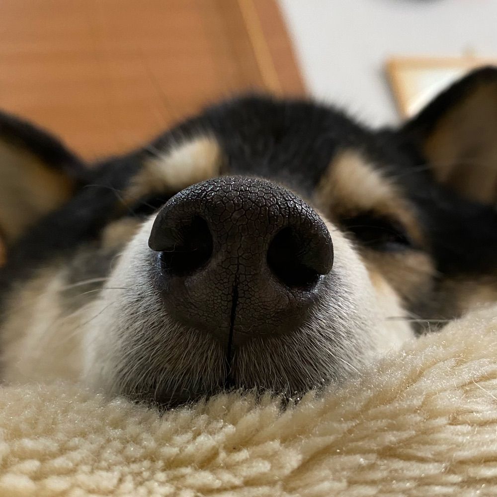 つなまよねーず