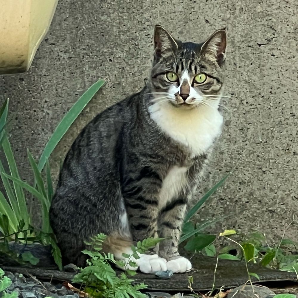 ちびこねこ