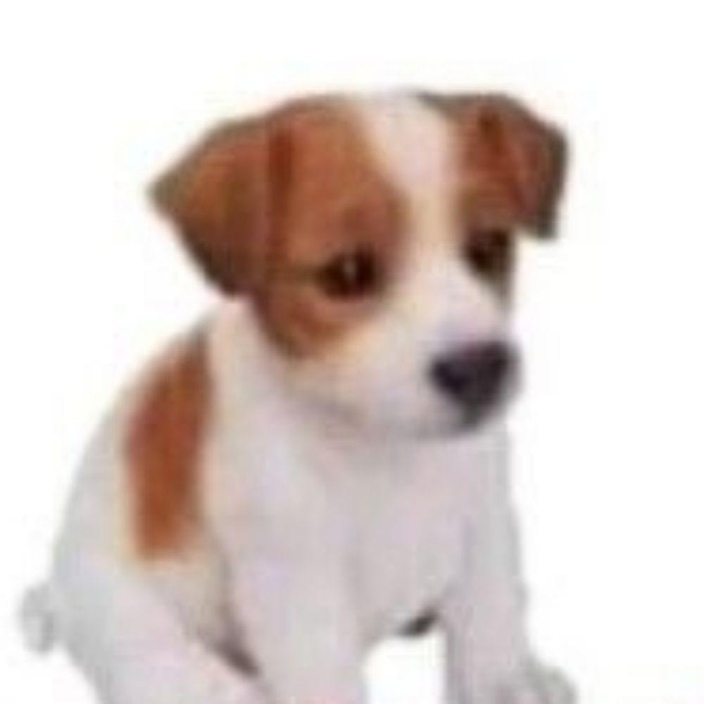 andré 