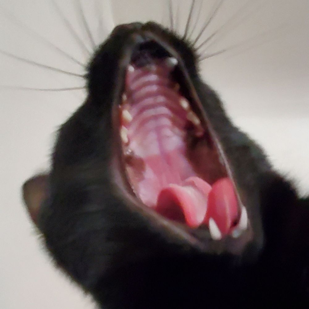 batrachophrenoboocosmomachia