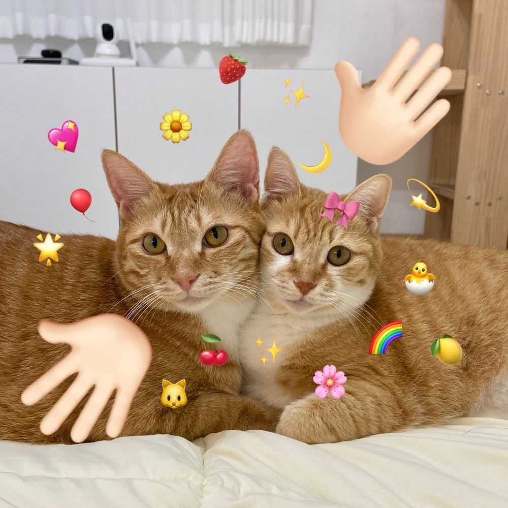 🐈🐈‍⬛