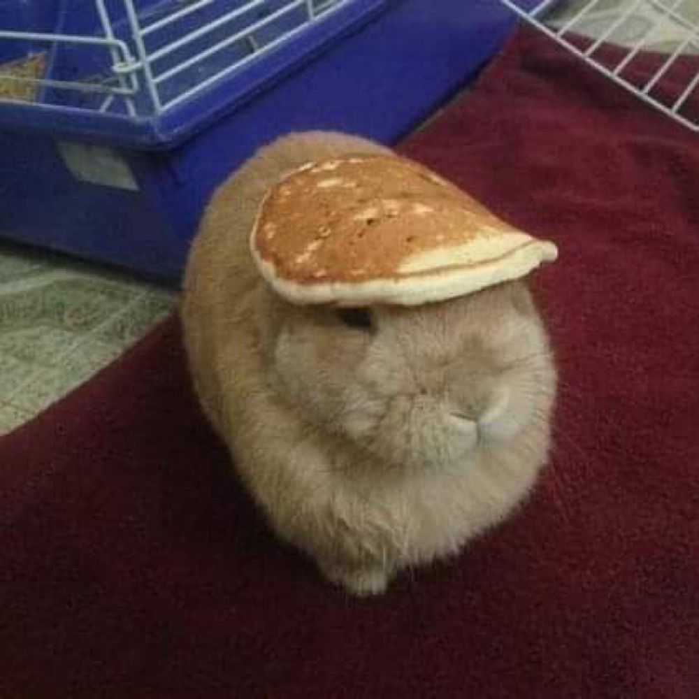 disco bun 🪩