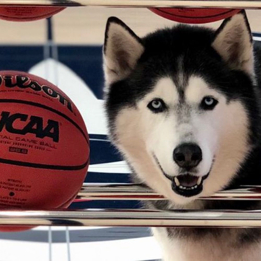 Not UConnNetch