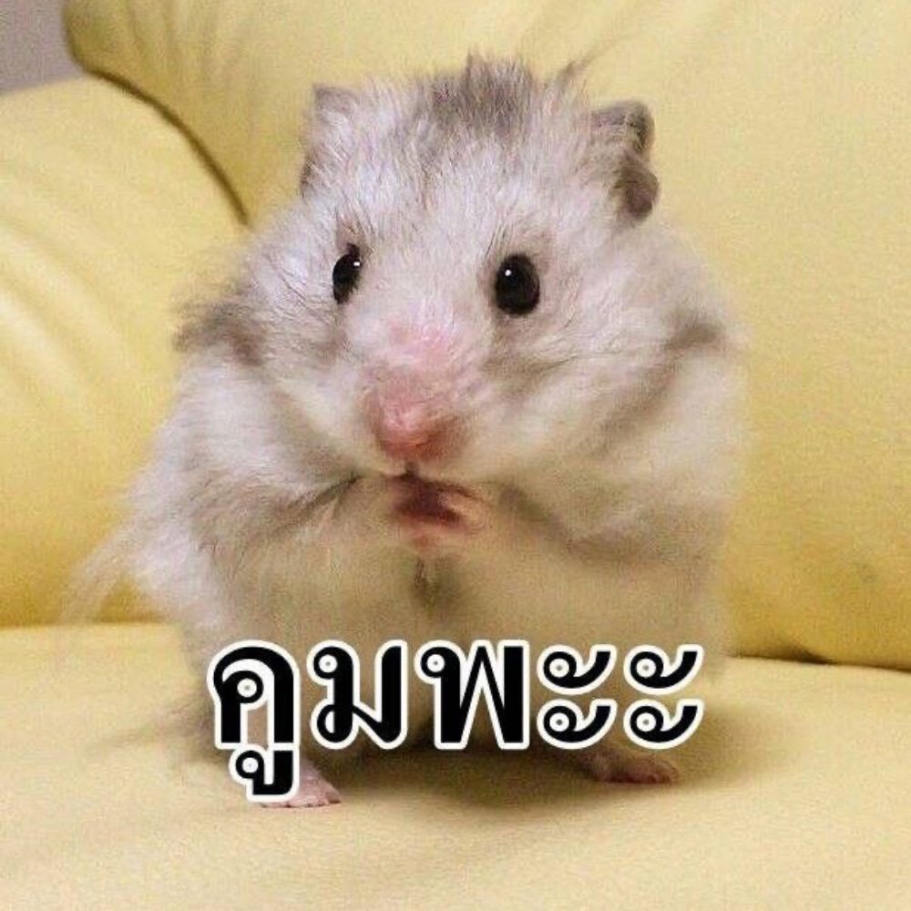 นอนนับดาวที่กูซู 🦖🚗🦁🐰