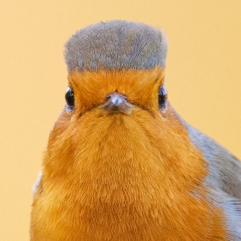 Kevus