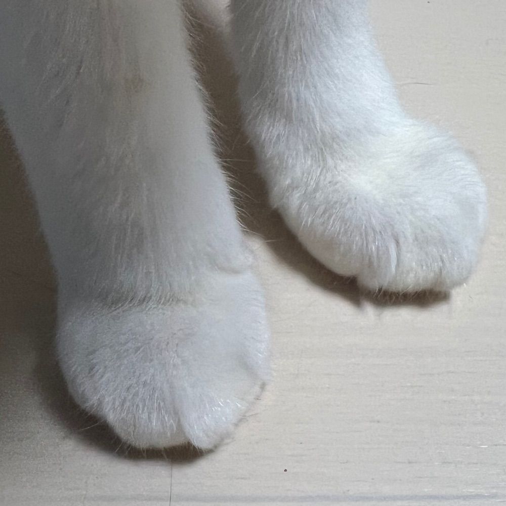 🐈🐈🐈🐕