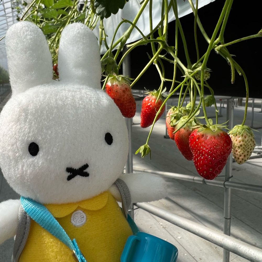 すーこ