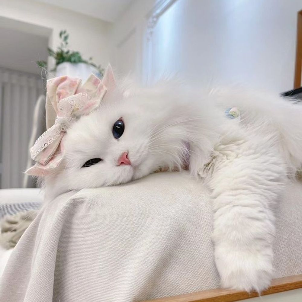 Ayanam¿