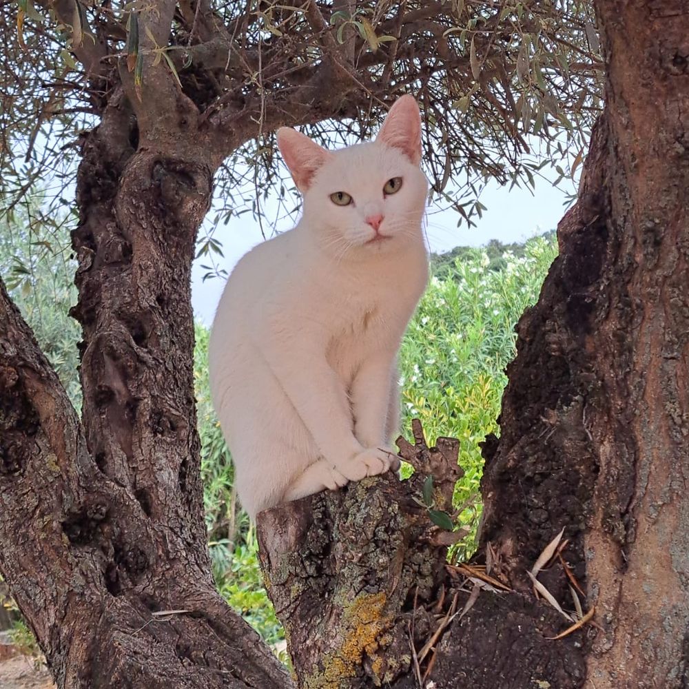 Asturcana