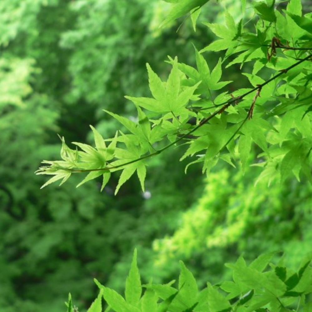 とてもとっても木の実