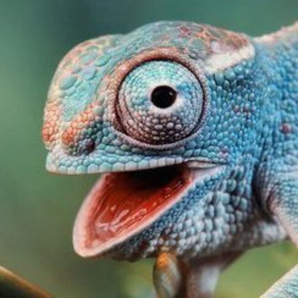 nochameleonhere