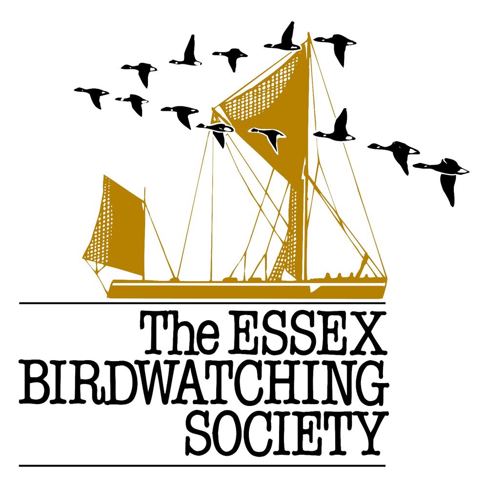 Essex Birding