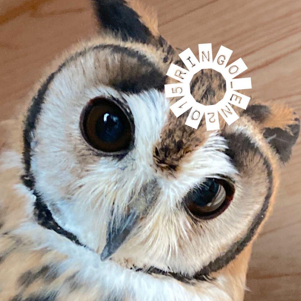 たま🦉🦉
