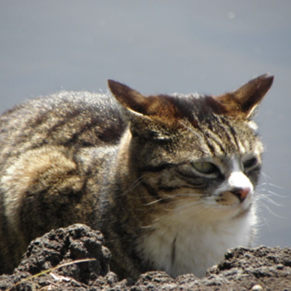 たか