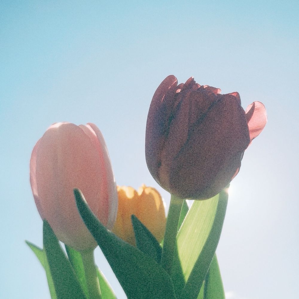 青井 晴千花