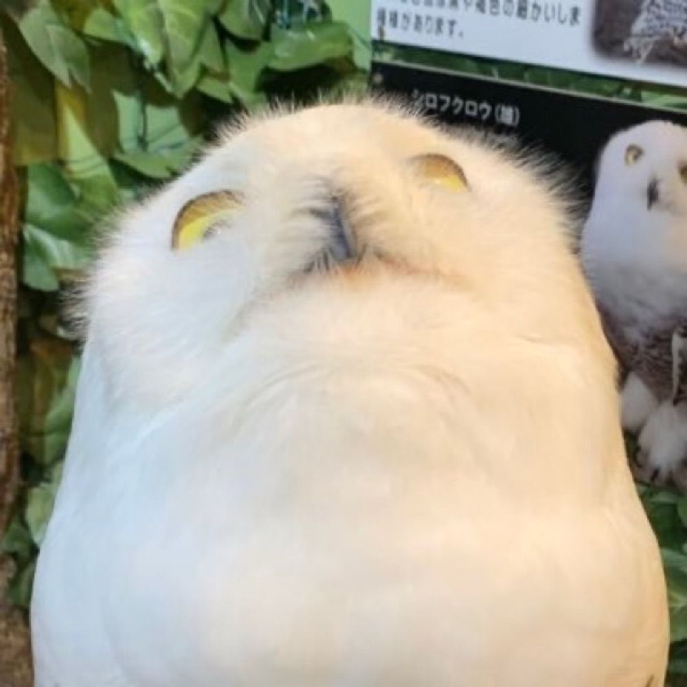 趣味を探し始めた梟