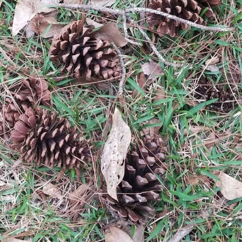 PineCone (PC)