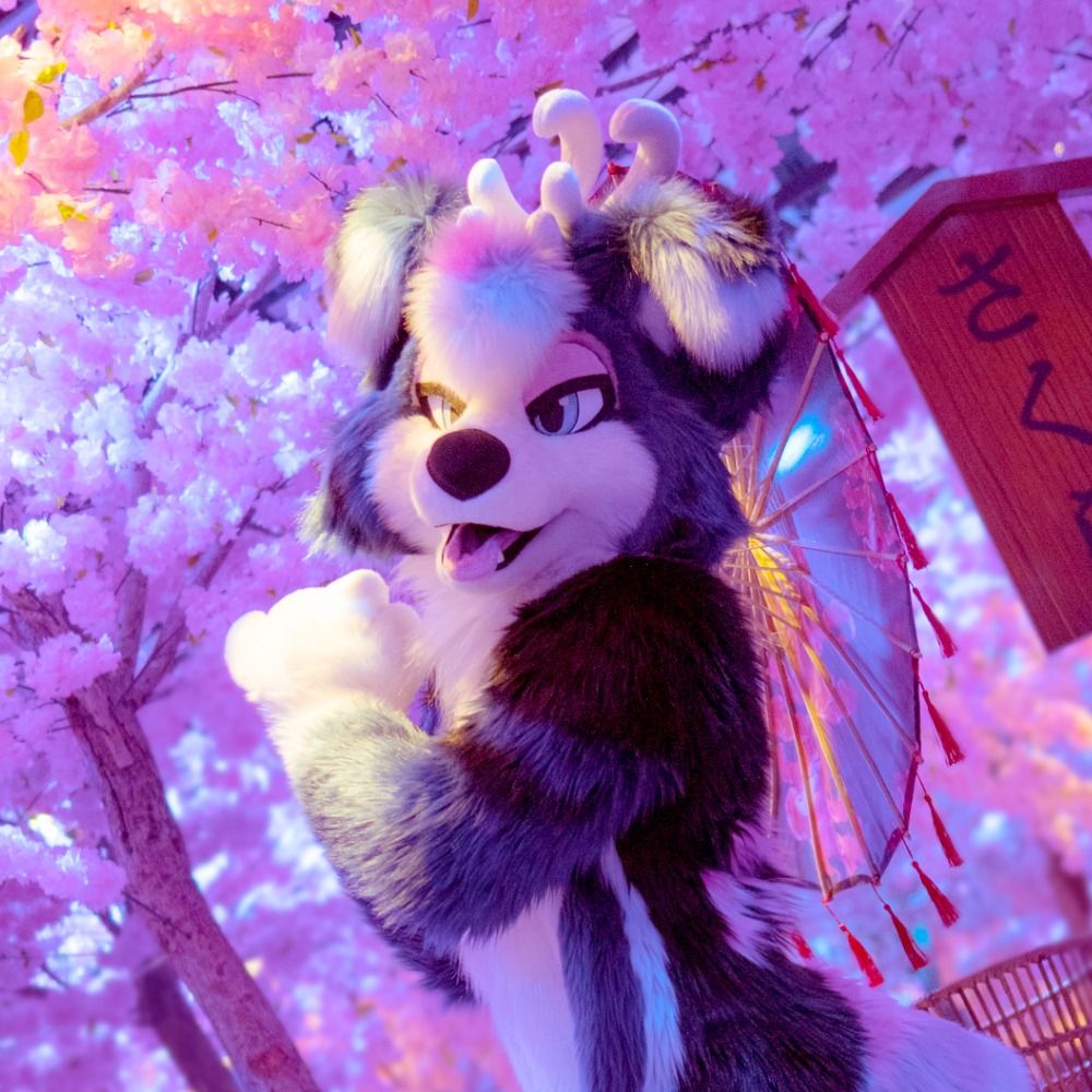 Aurora_Collie