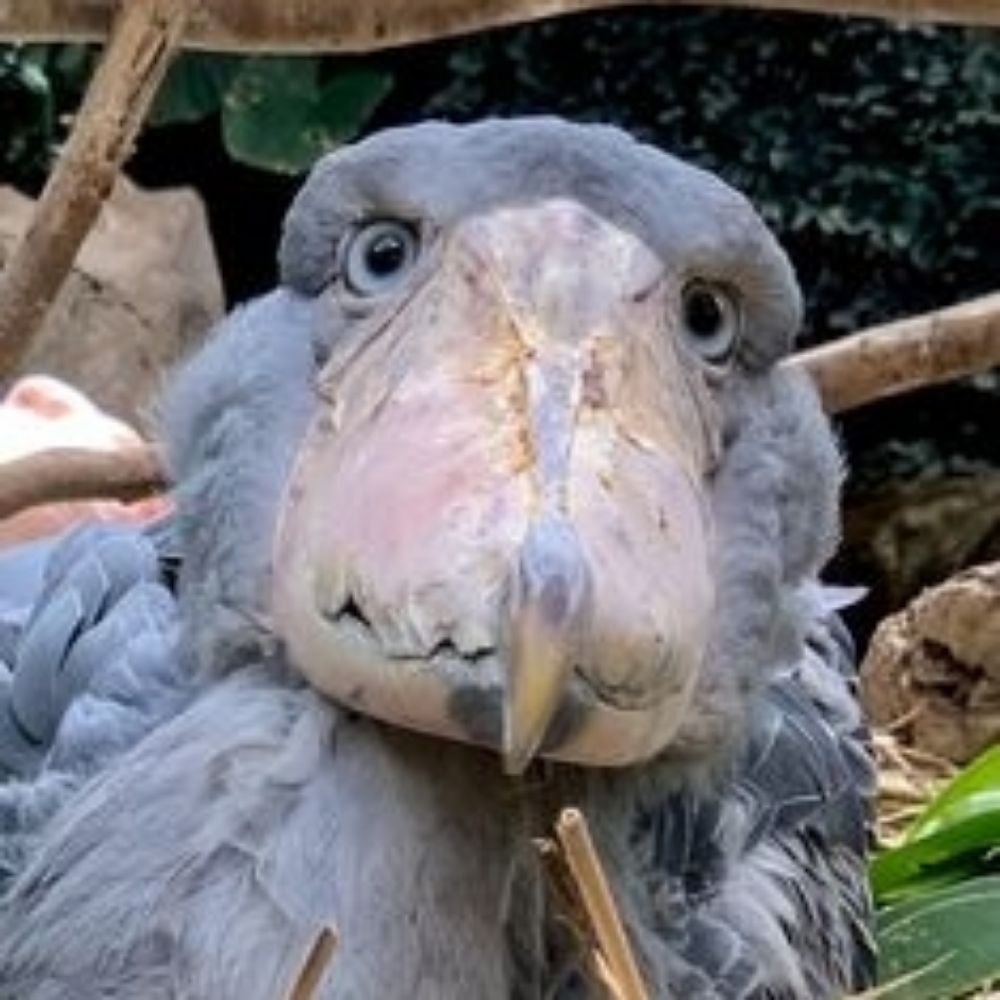 Just A Shoebill