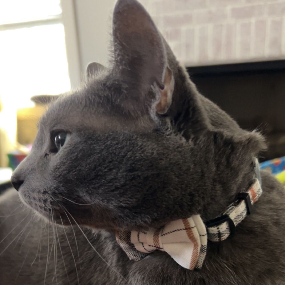 Disgruntled Academic
