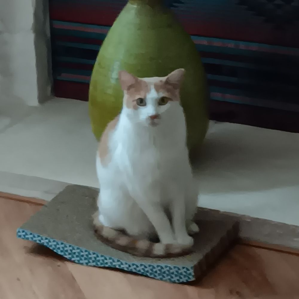 Cynthia❌️👑 🇺🇲🇺🇦🇨🇦🇮🇱🏳️‍🌈