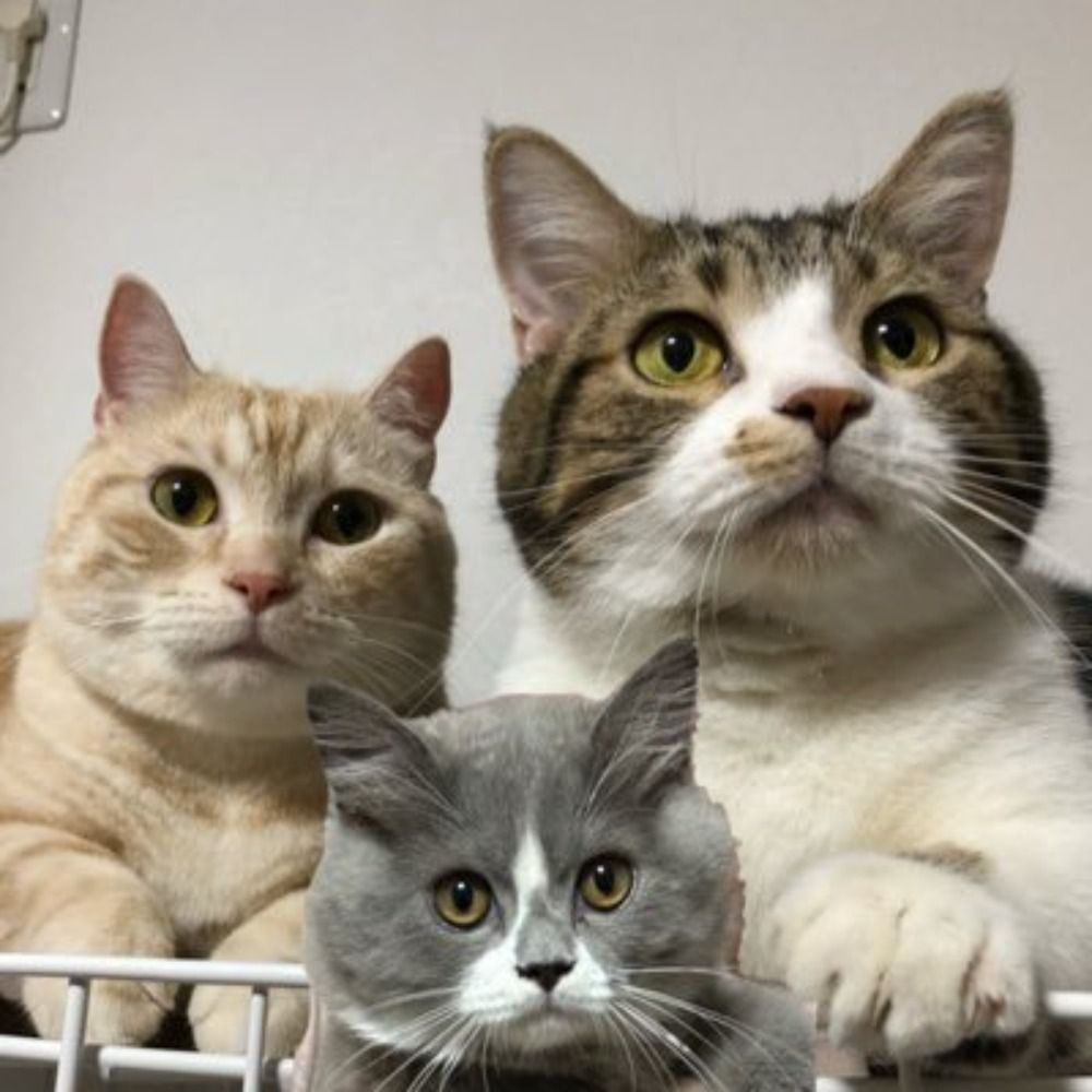 ミカマル