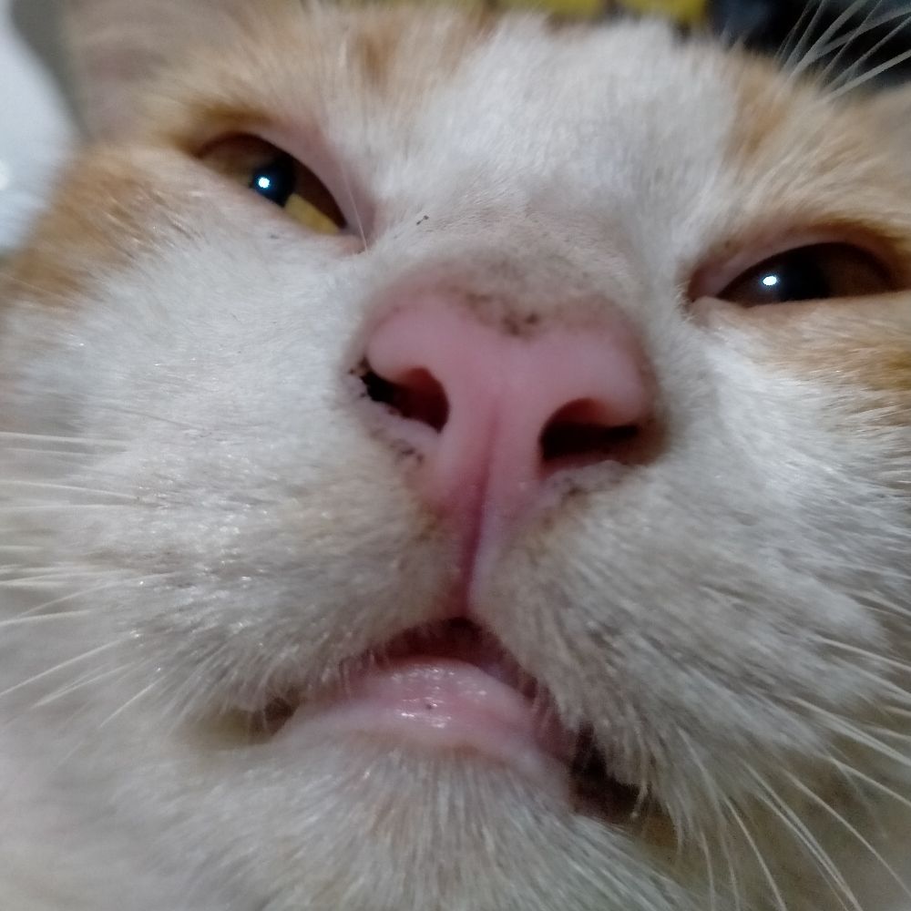 ヴィール