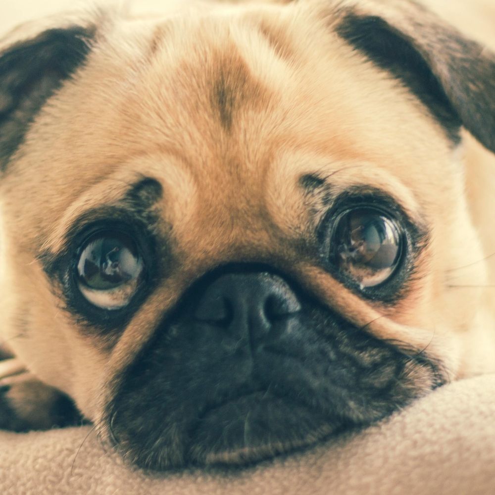 Dogs Lovers