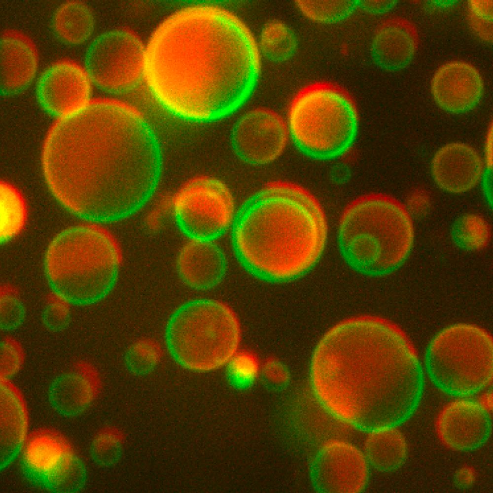SoftBio Colloids Lab