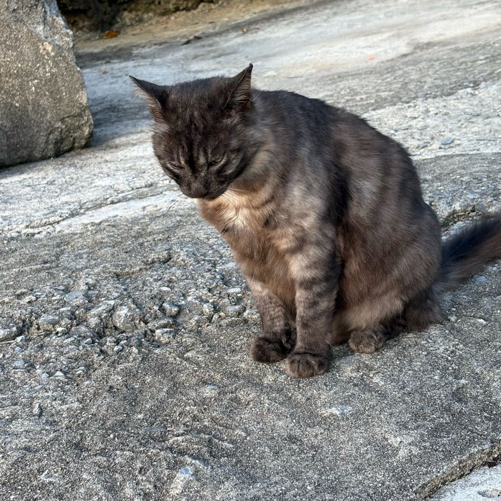 かのこ