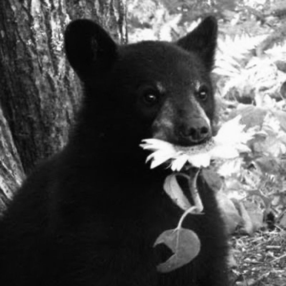bear