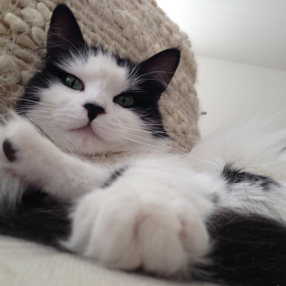 lili