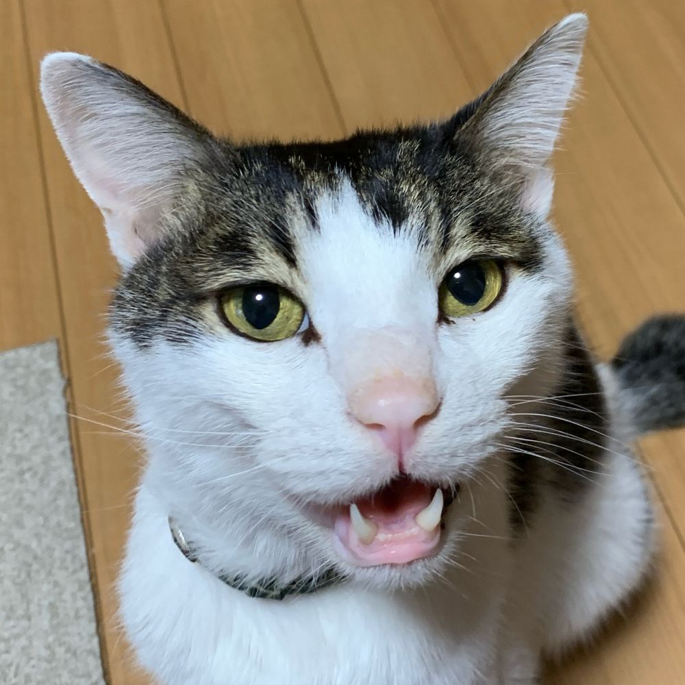 酒井だんごむし