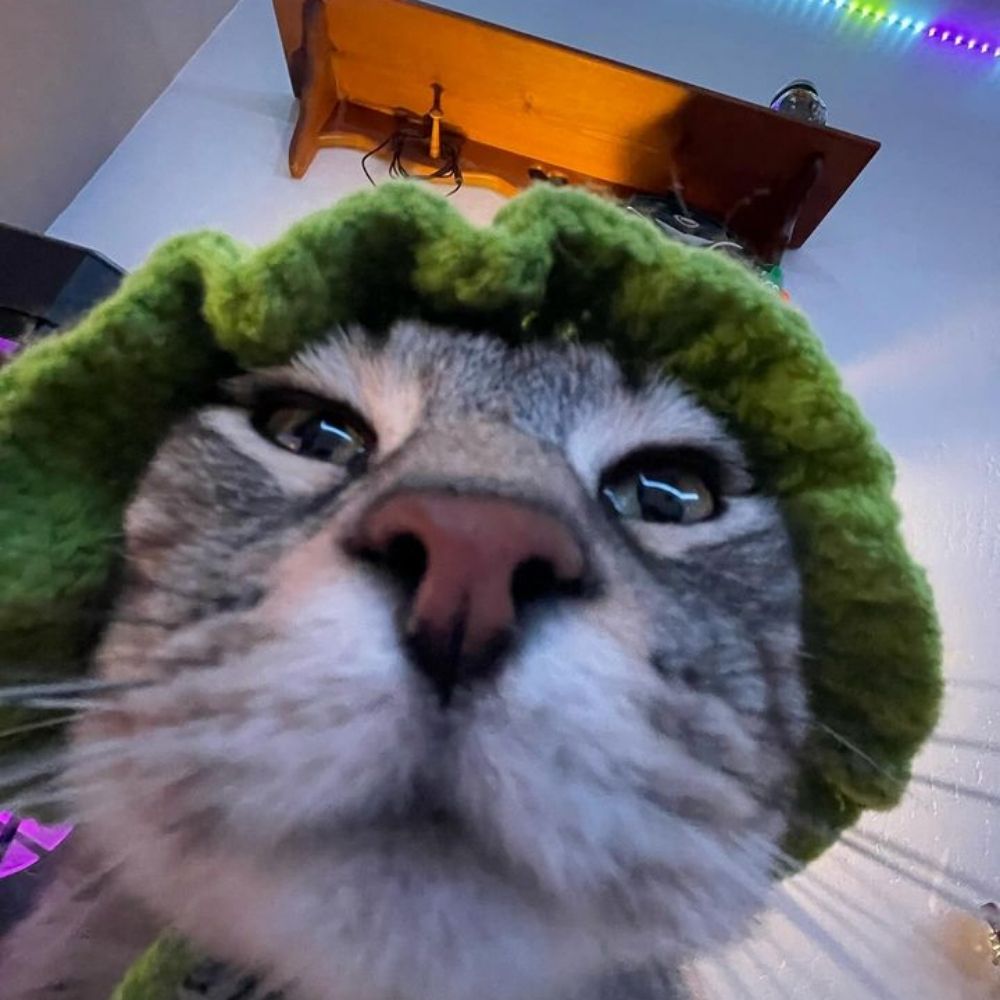 .Cat