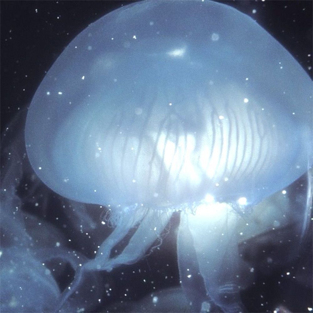 Moonjelly ★