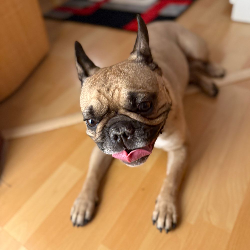 Bernard-  mit Frenchie Jule ❤️