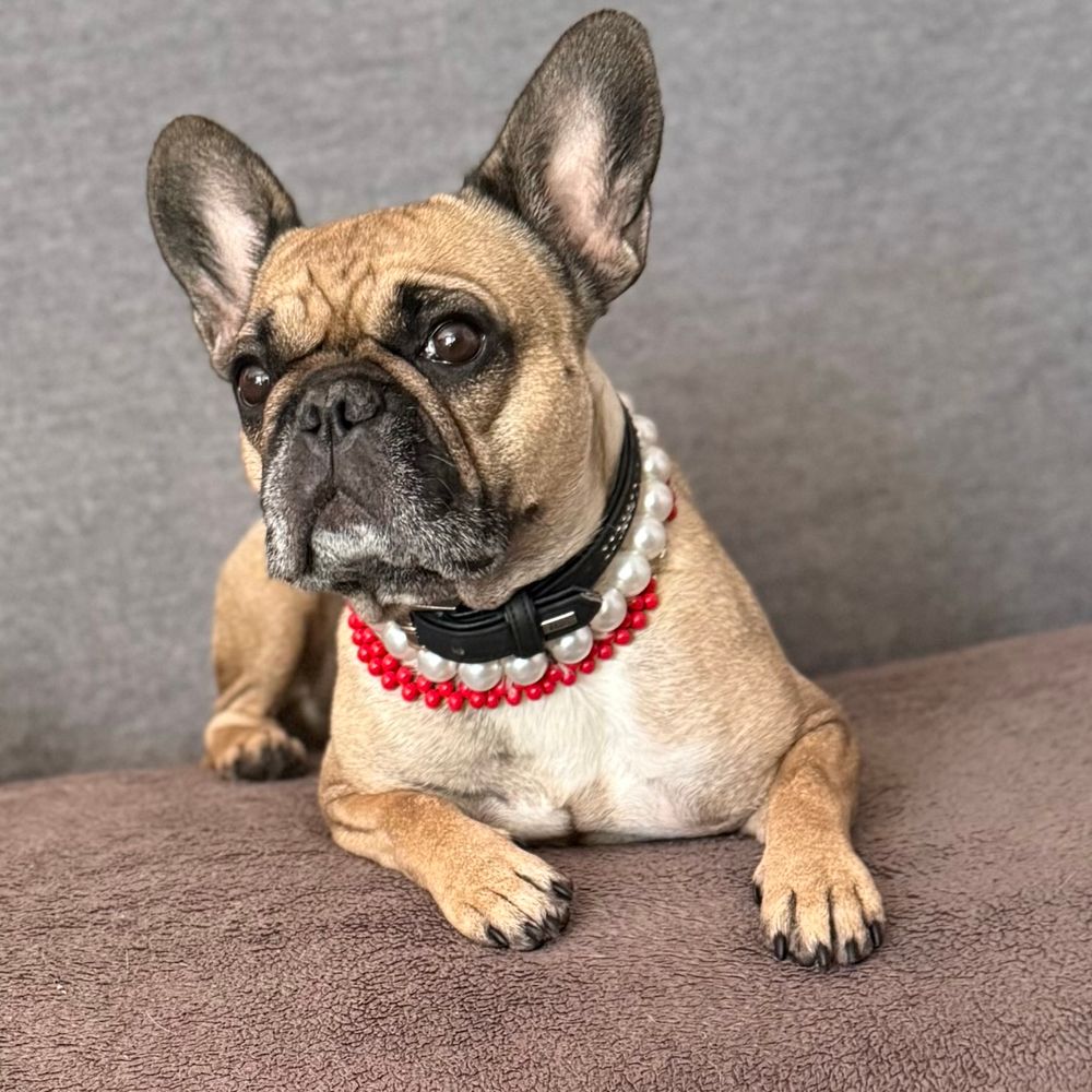 Bernard-  mit Frenchie Jule ❤️'s Avatar