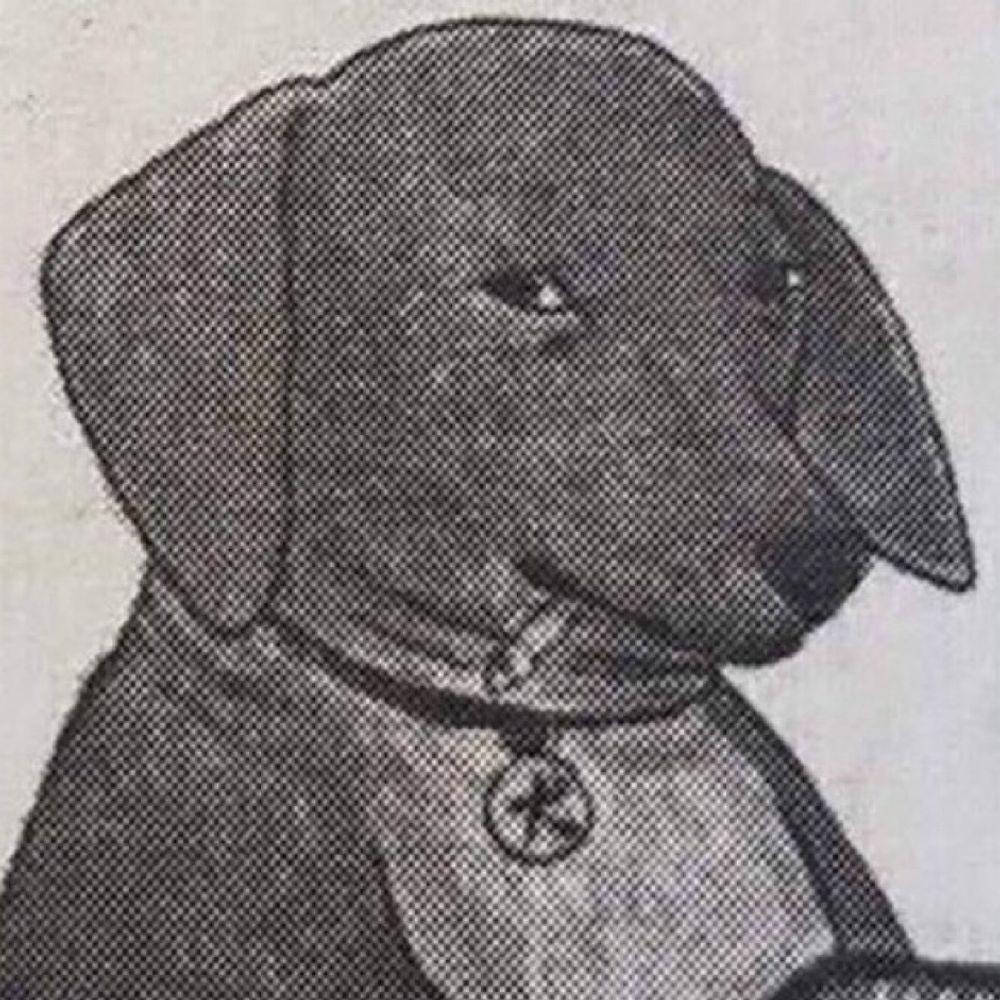 muttzi