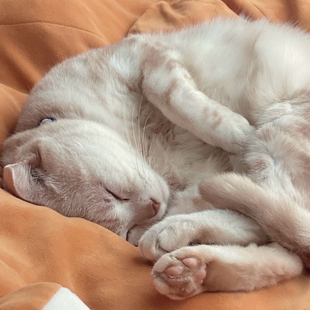 ニャンズ♡