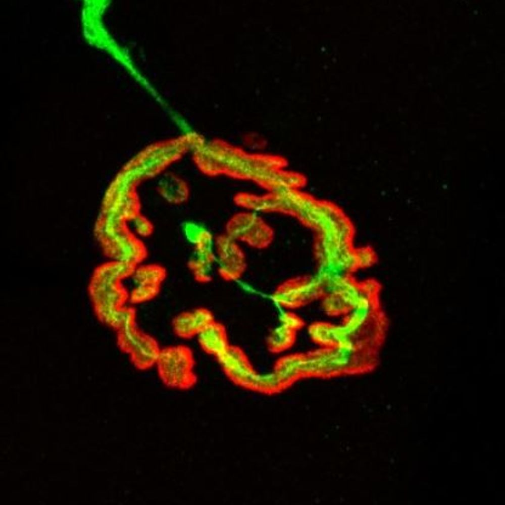Rüegg Lab