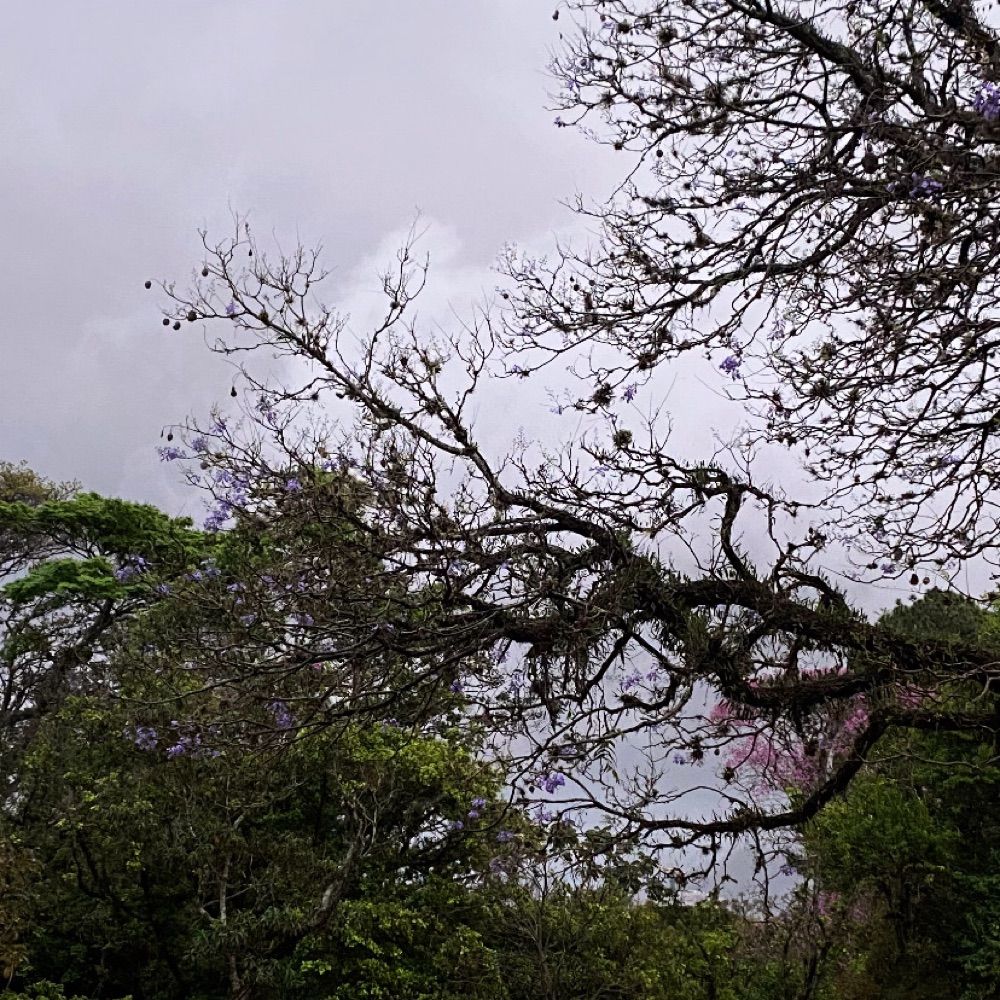 Um nobre aleatorio