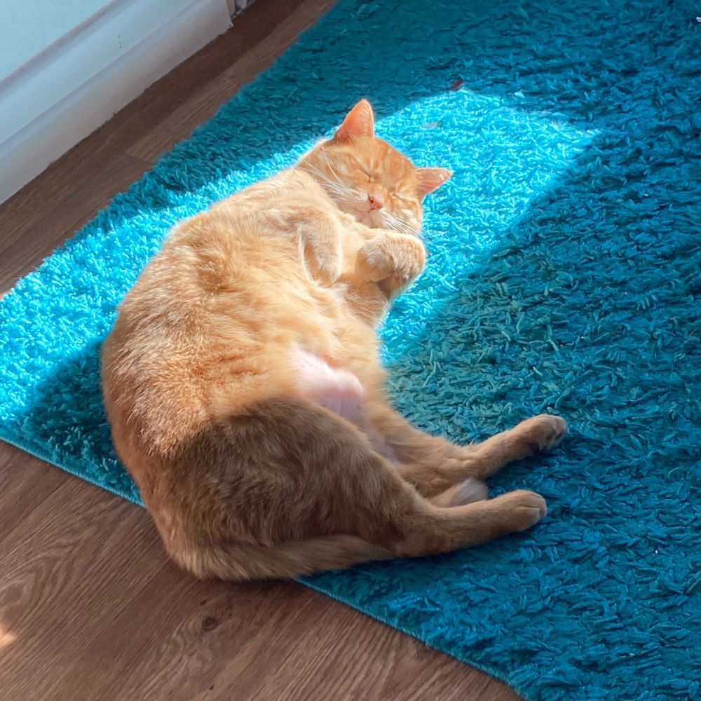 Round_cat