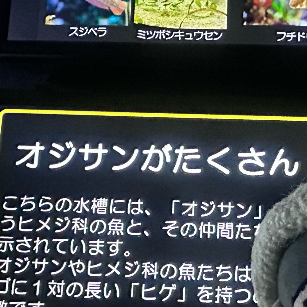 きくし