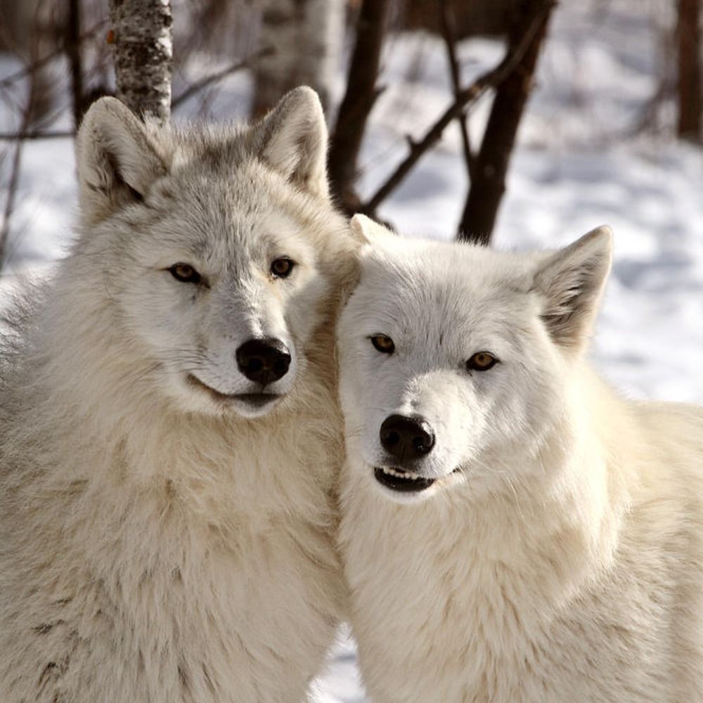 Hourly Wolves